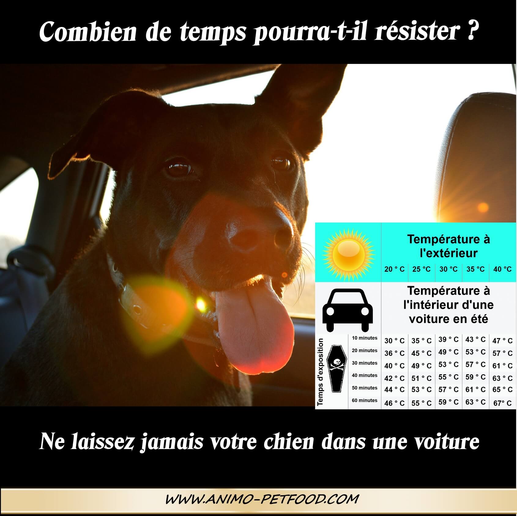 Ne laissez pas votre chien enfermé dans votre voiture 